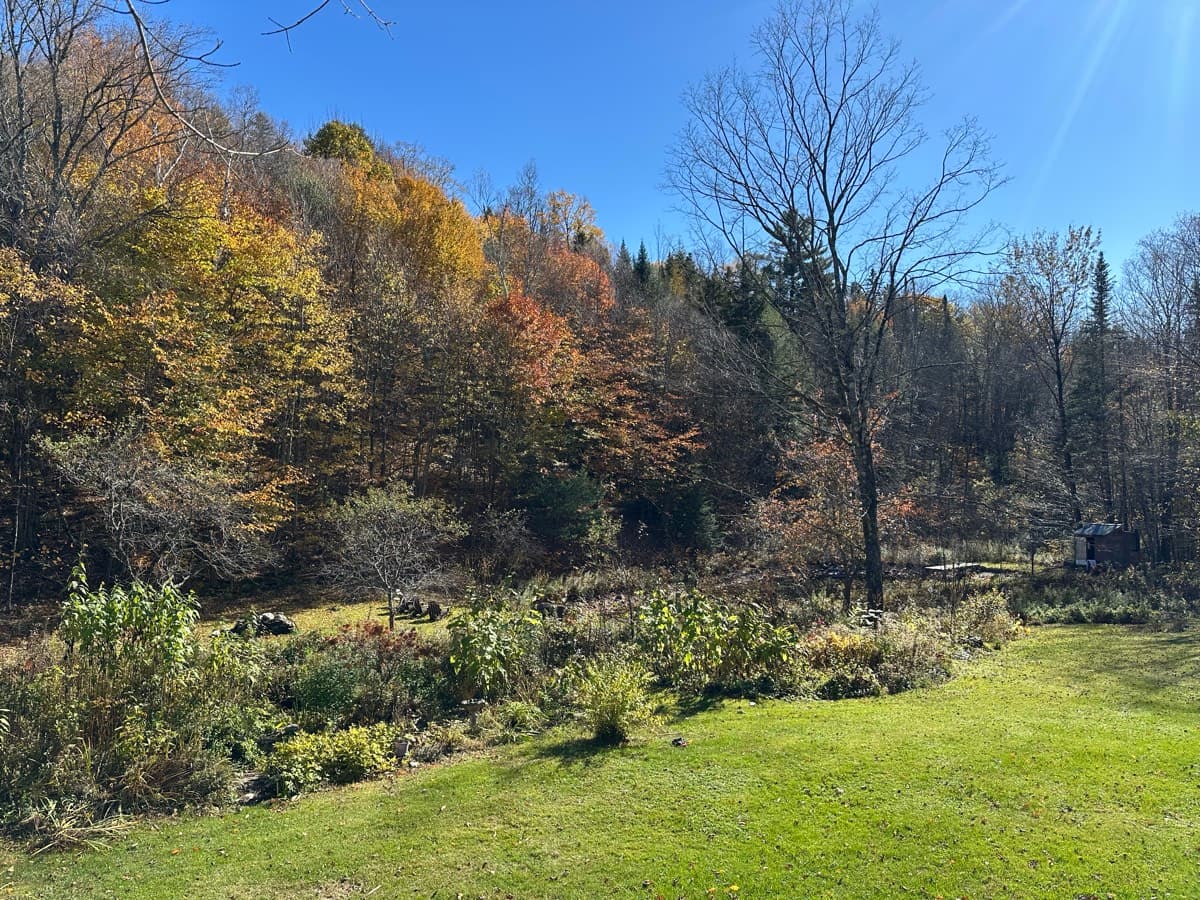 Peak fall foliage in orange and gold on the hillside above the garden beds under a blue sky