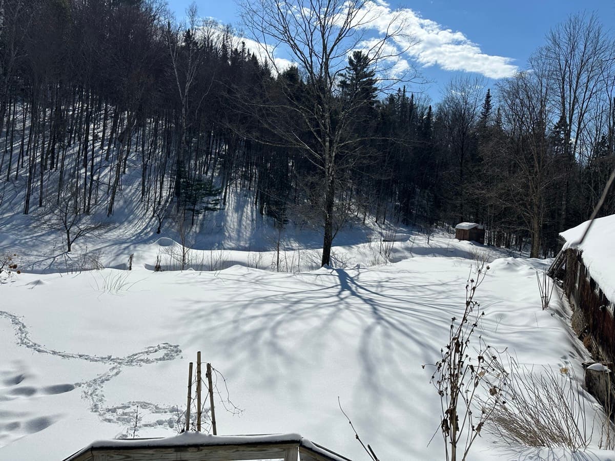 The pond frozen and snow-covered with animal tracks crossing it and long tree shadows